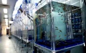 zebrafish