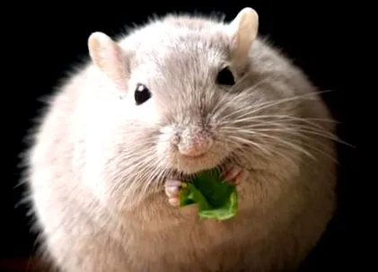 greutate