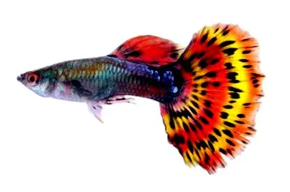 guppik