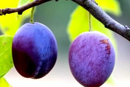 prunelor