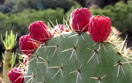 cactus
