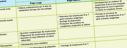 splenectomizat splenectomizat
