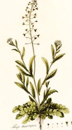 pastoris