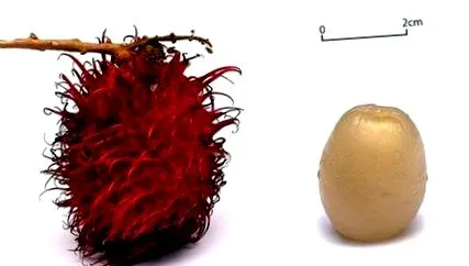 rambutan