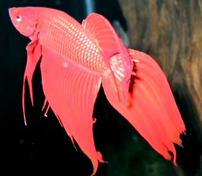 splendens