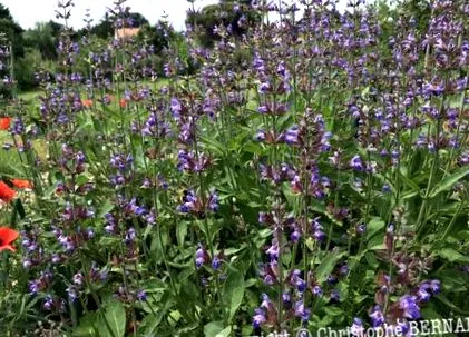 salvia