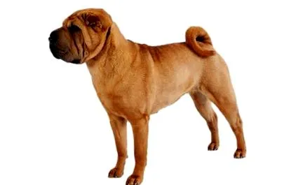 shar-peï