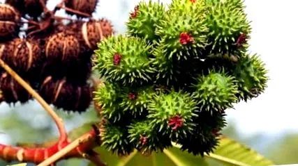 ricinusolaj