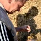 animale