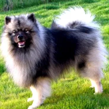 spitz