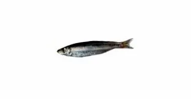sprat