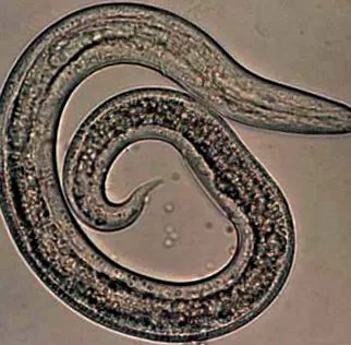 Toxocara canis