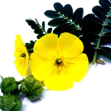 tribulus