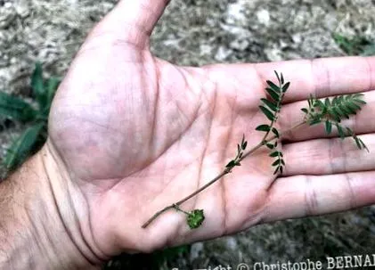 Tribulus terrestris