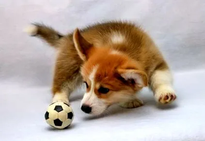 câine