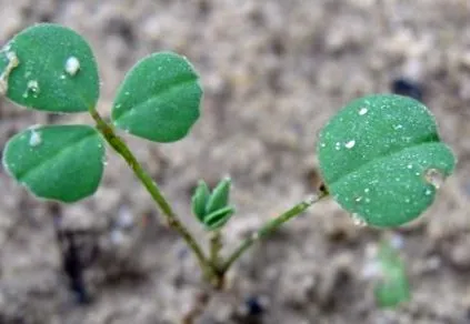 trifolium