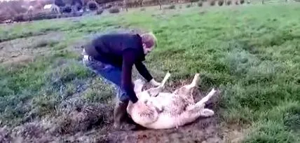 este