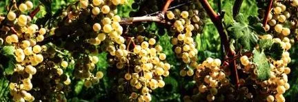 vindecare