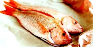 snapper