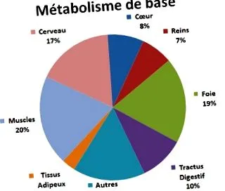 metabolismul