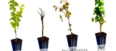 vinifera