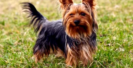 terrier