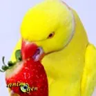 papagalii