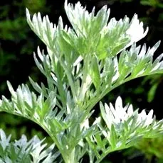 artemisia
