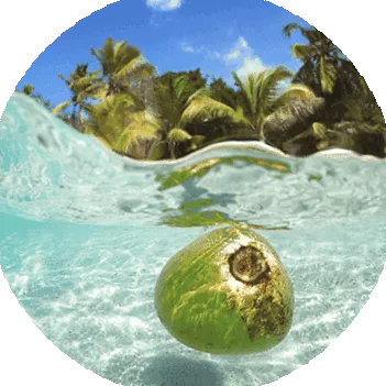 cocos