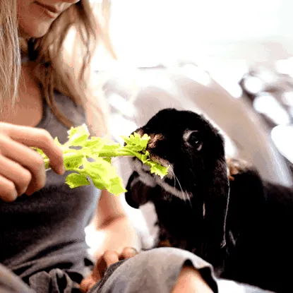 porcusor guinea