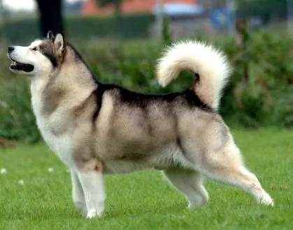 malamute