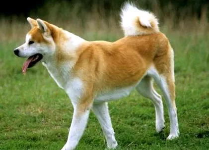 dietă