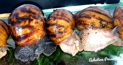 achatina