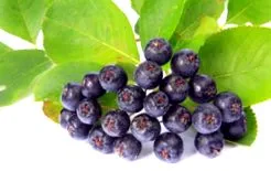 aronia