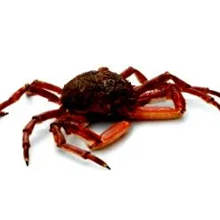 crab