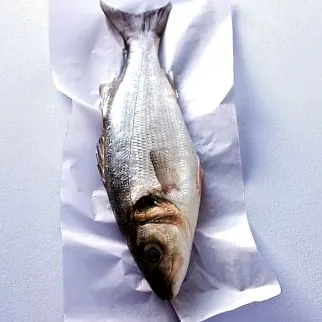 tengeri sügér