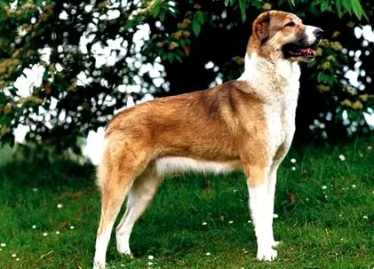 közép-ázsiai