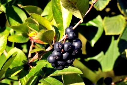 aronia