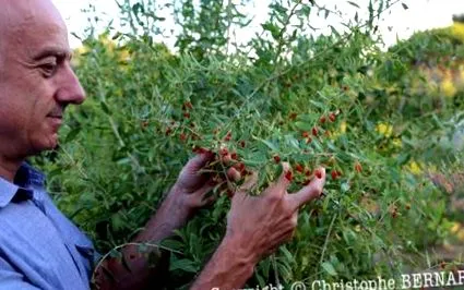 barbarum