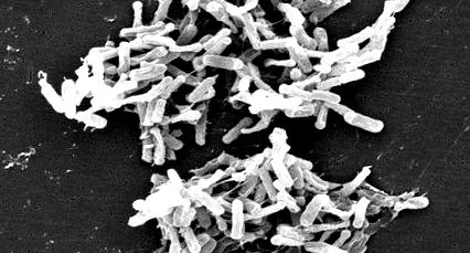 bacteriile
