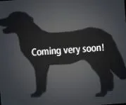 terrier