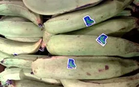 plantain
