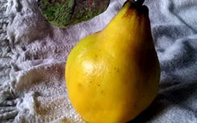 gutuie