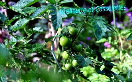 cassolette