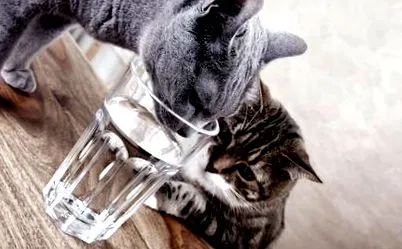 водата котката
