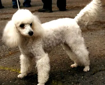 pudelului