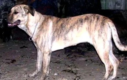 cimarron