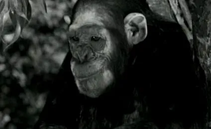 Suncoast Primate