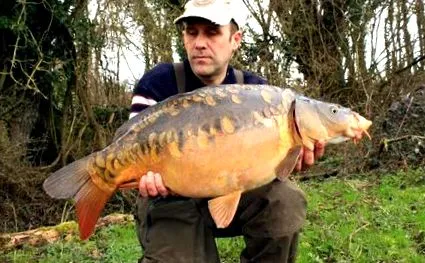 carp