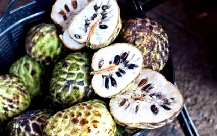 cherimoya táplálkozási